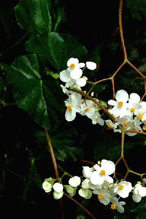 Hannan Print Gallery