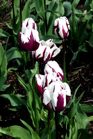 Hannan Print Gallery