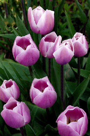 Hannan Print Gallery