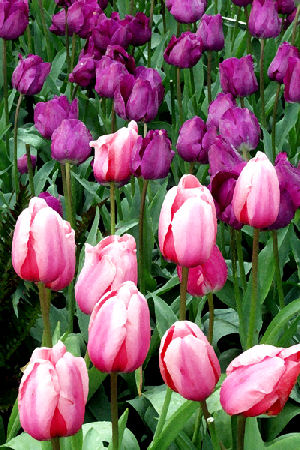 Hannan Print Gallery