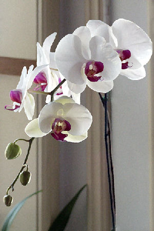 Hannan Print Gallery