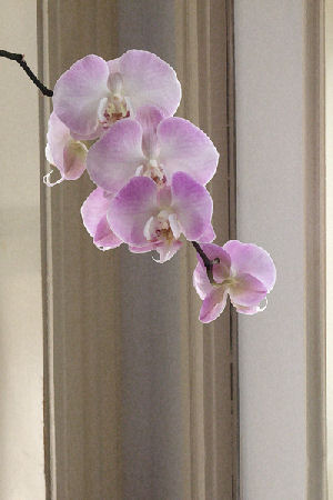 Hannan Print Gallery