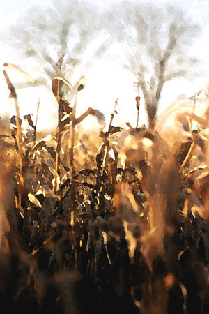 Autumn Corn