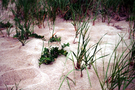 Cape Cod Beach Grass H