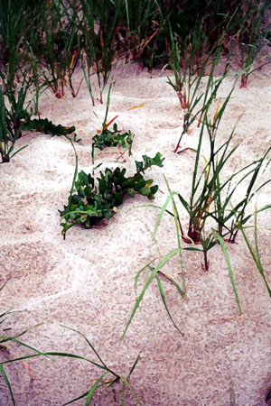 Cape Cod Beach Grass V