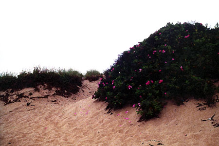 Cape Cod Dune 1
