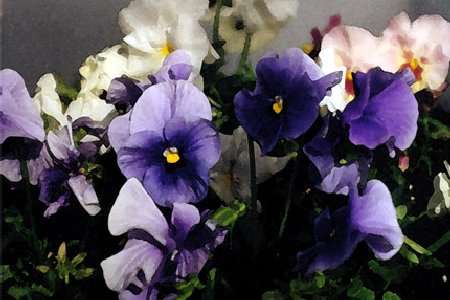 Pansies