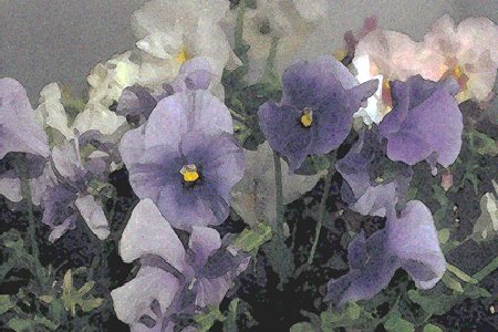 Pansies 1