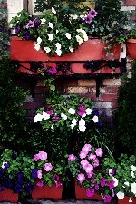 Plenty Petunias
